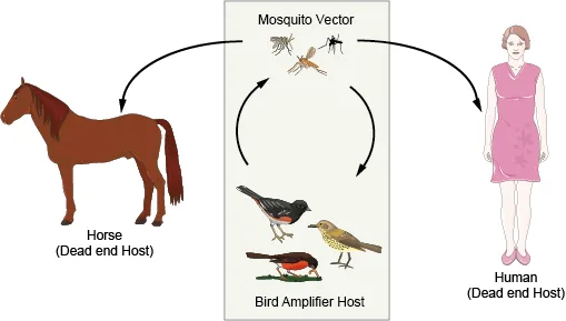 West Nile spillover human dead-end host cycle